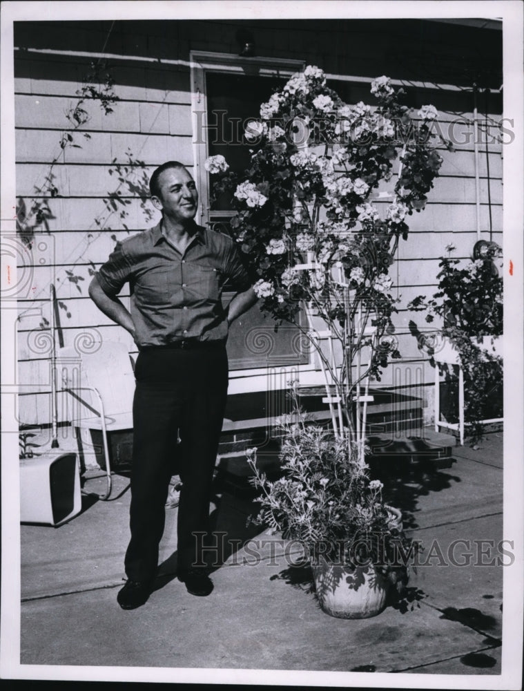 1964,: Flowers &amp; Plants - Geraniums - Marco Compare - cvb28824 - Historic Images