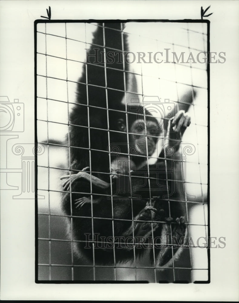 1983, White Handed Gibbon with week old Baby - cvb29152 - Historic Images
