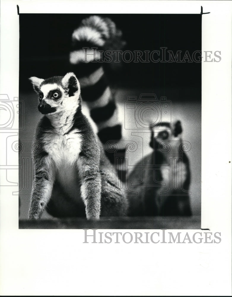 1987 Press PhotoLemurs getting ready to go to China, Wuhan Zoo in Hubei Province - Historic Images