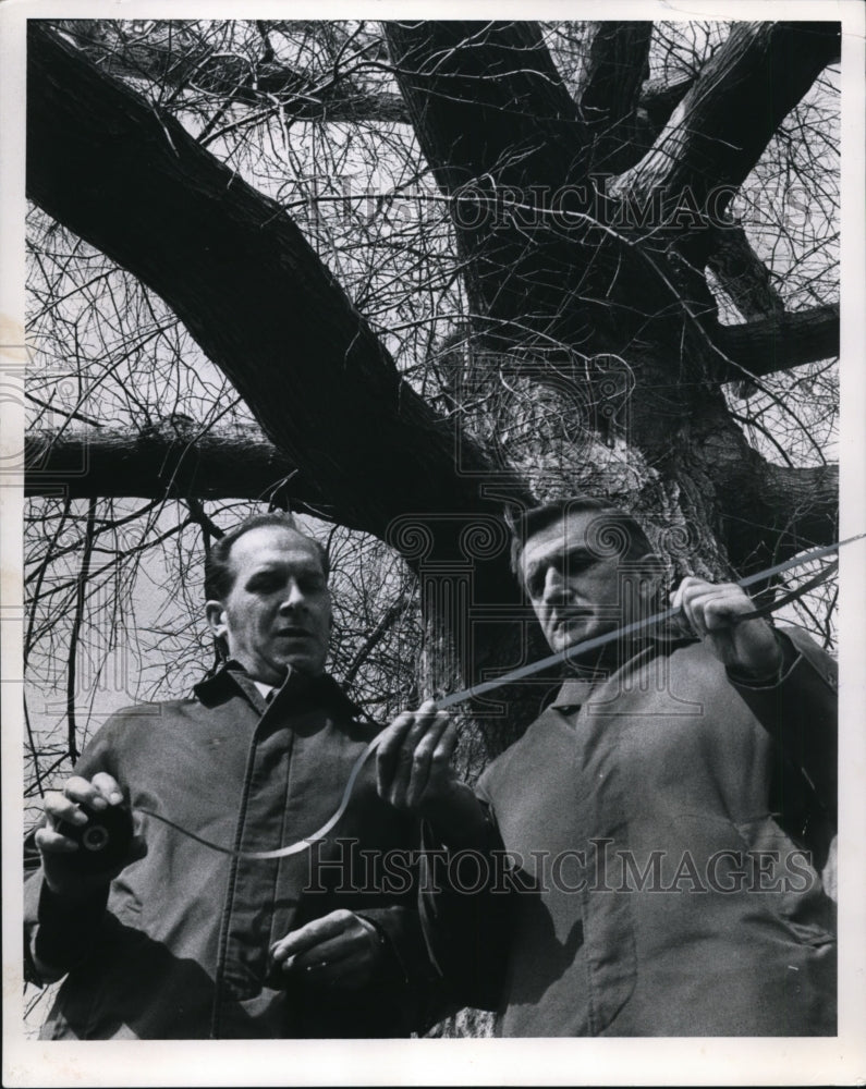 1971 The massive pin oak framing district tree warden-Historic Images