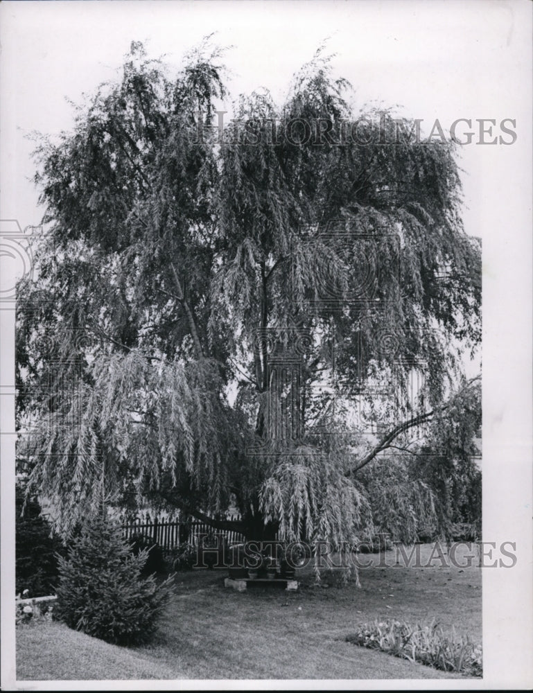 1965 Willow Tree in Parma at Mildred Rauschkolb Home-Historic Images