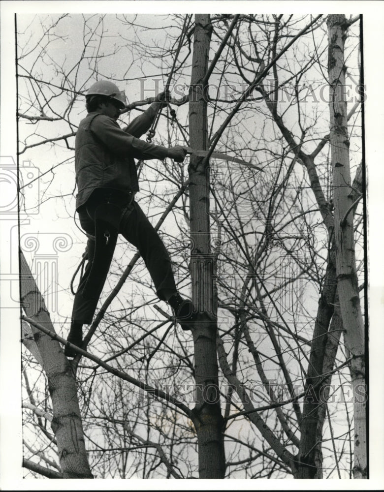 1983 Press Photo Tom Mugridge pruning tree - cvb29347 - Historic Images