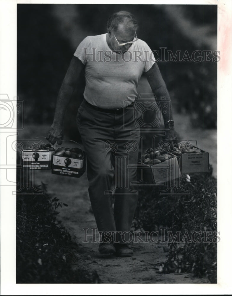 1991 Press Photo Plum tomatoes-Oebker Farm in Avon - cvb29377 - Historic Images