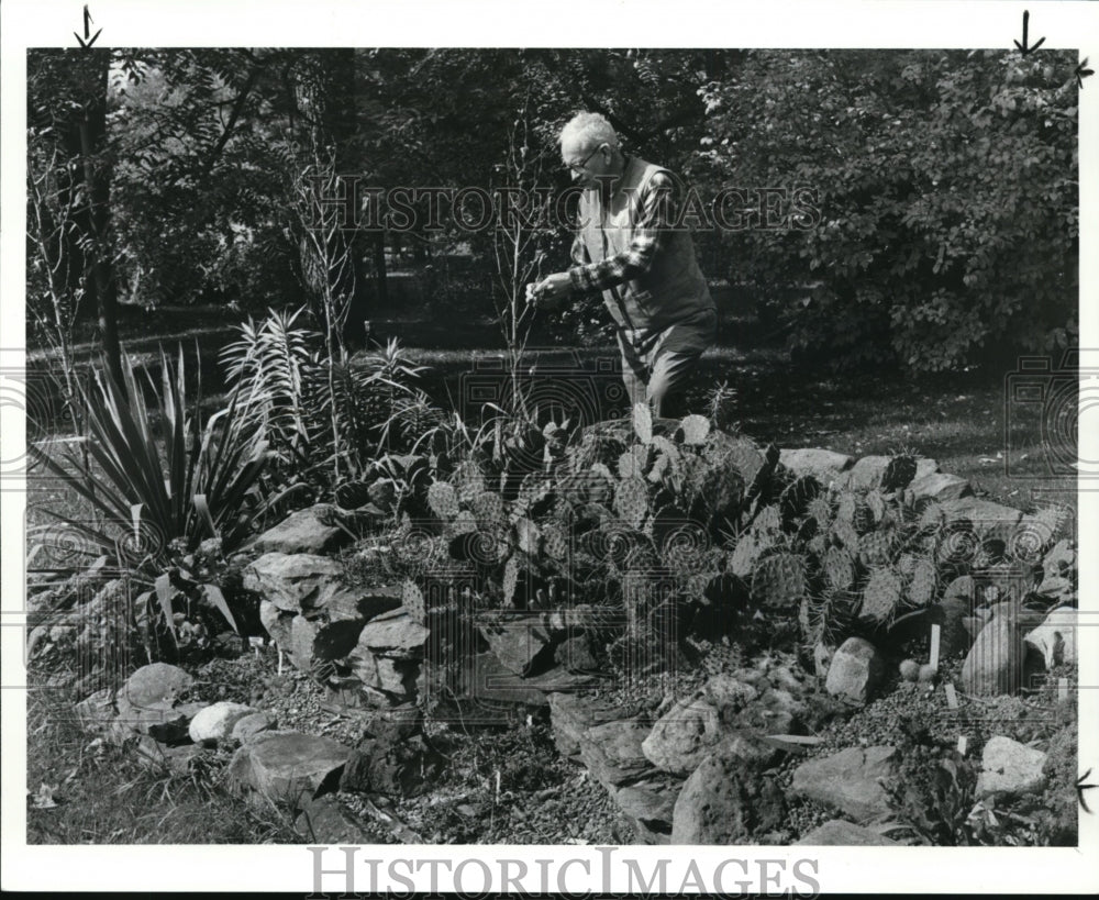 1984 Press Photo Flowers and Plants - Cactus - cvb29787 - Historic Images