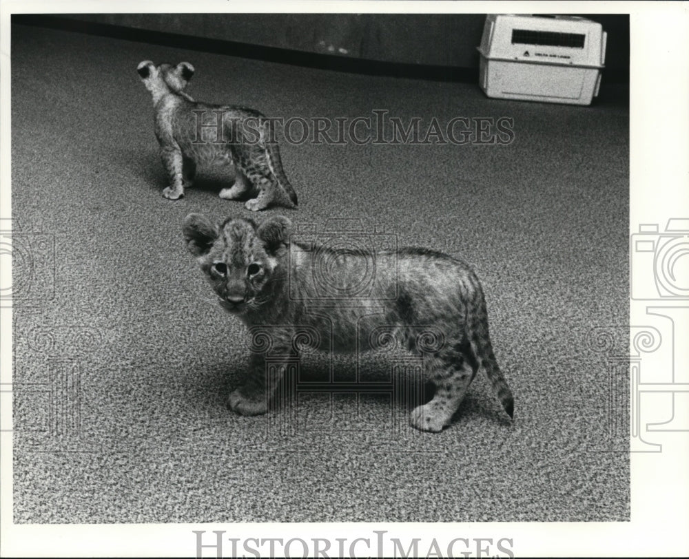 1980 Press Photo Jaguar cubs - cvb29807 - Historic Images