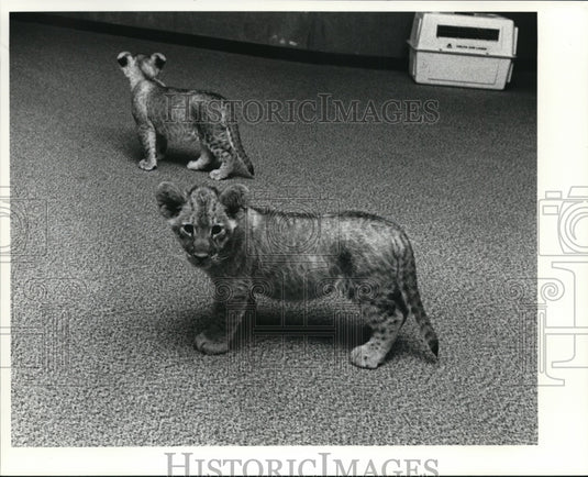1980 Press Photo Jaguar cubs - cvb29807 - Historic Images