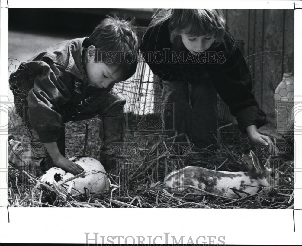 1989 Press Photo Animals - Rabbits - cvb30013 - Historic Images