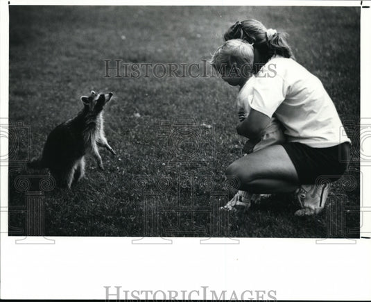 1991 Press Photo Racoon - cvb30016 - Historic Images