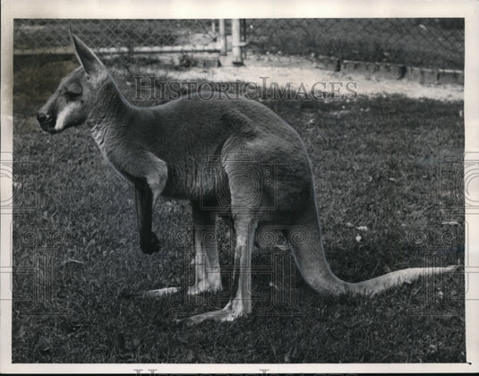 1961 Cleveland Zoo's new kangaroo-Historic Images