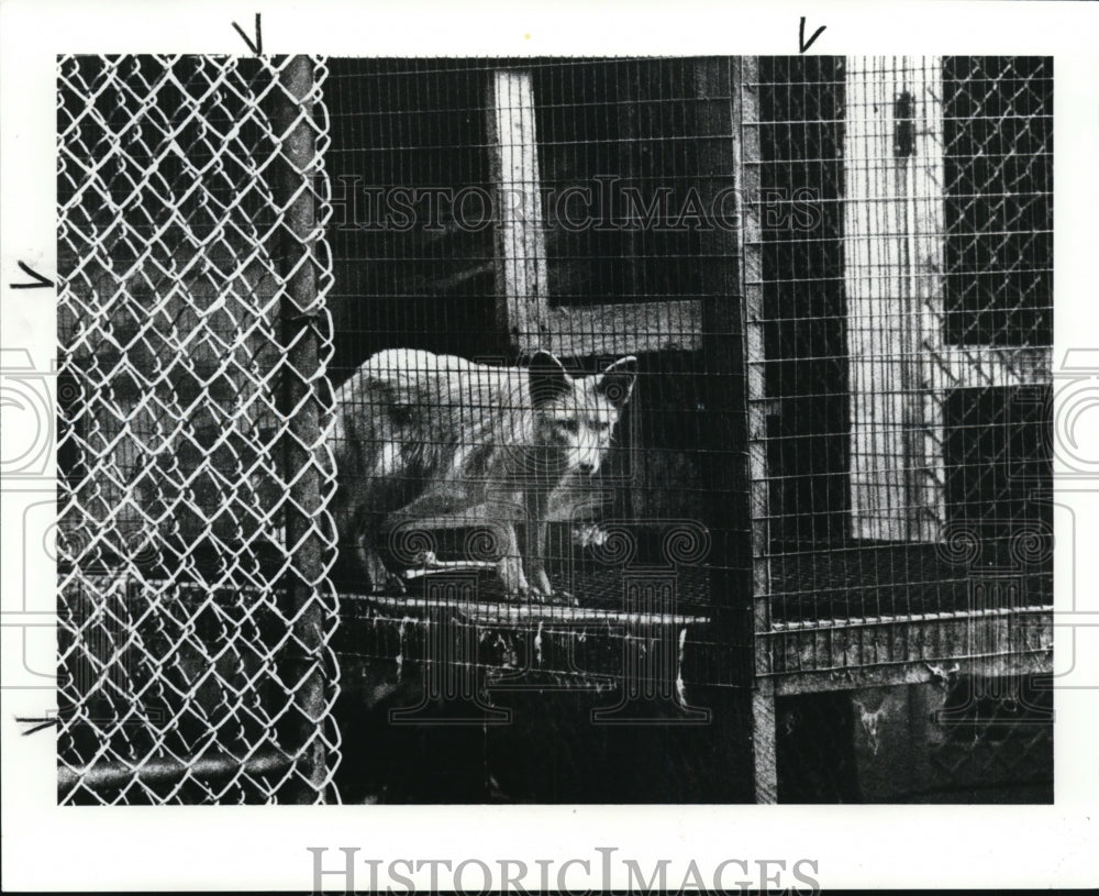 1989 Press Photo A coyote looks out from a cage on the Property of Jeff Gillium - Historic Images