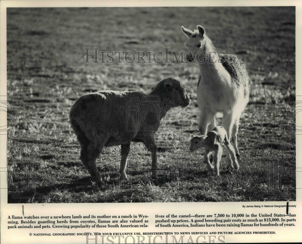 1995 Press Photo Llamas - cvb30449 - Historic Images