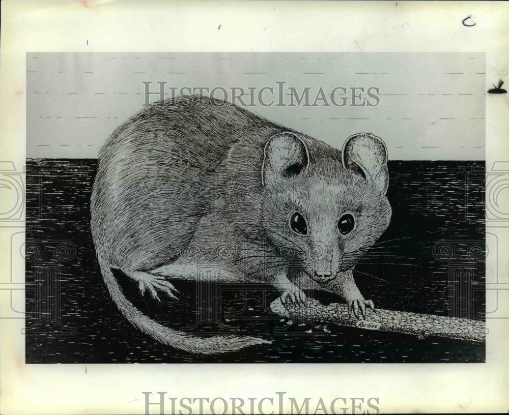 1983, Marsupial (Extinct) a (Land Mamal) - cvb30451 - Historic Images