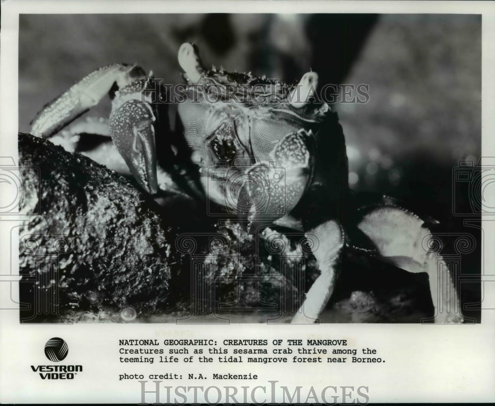 1988, Sesarma crab featured on Creatures Of The Mangrove - cvb30514 - Historic Images