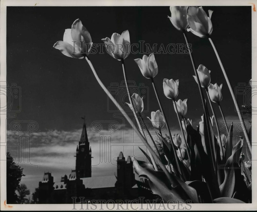 1961 Ottawa&#39;s annual Tulip Festival-Historic Images