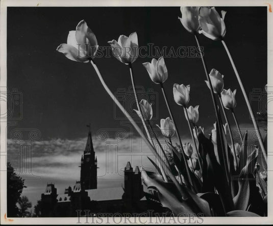 1961 Ottawa's annual Tulip Festival-Historic Images