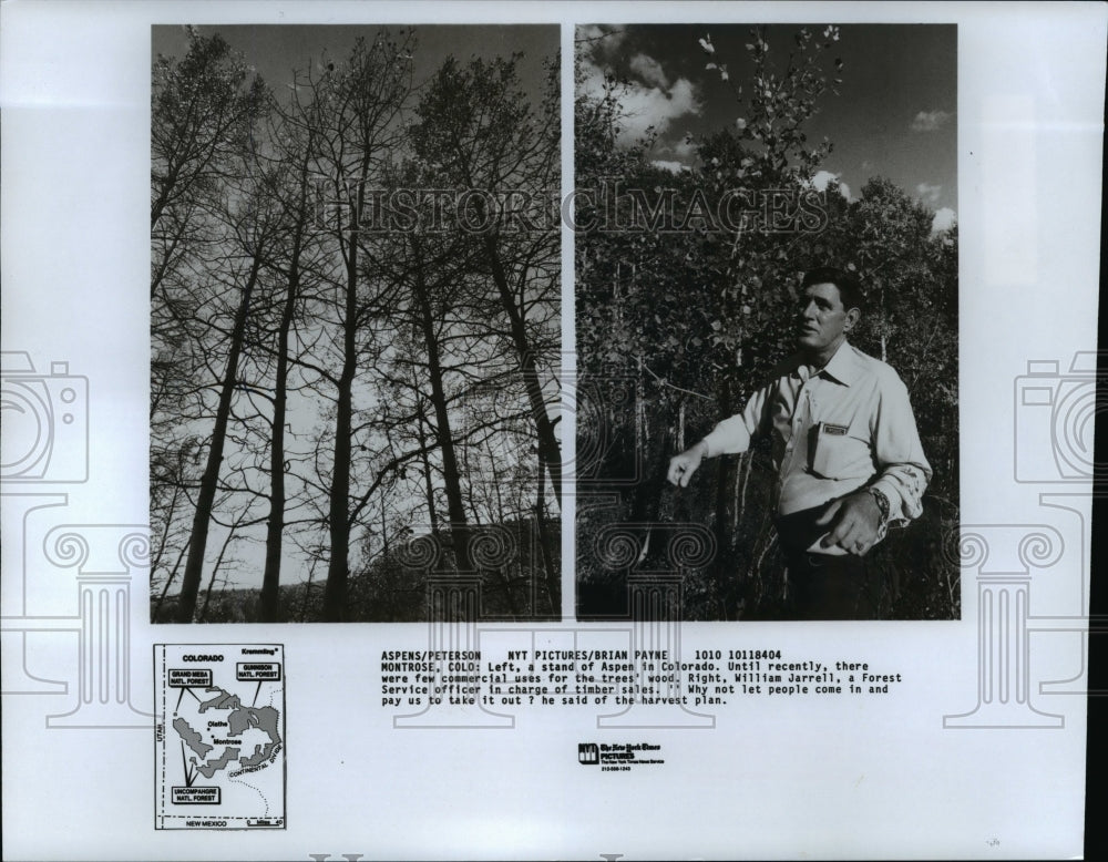 1984 Press Photo A stand of Aspen in Colorado and William Jarrell - cvb31462 - Historic Images