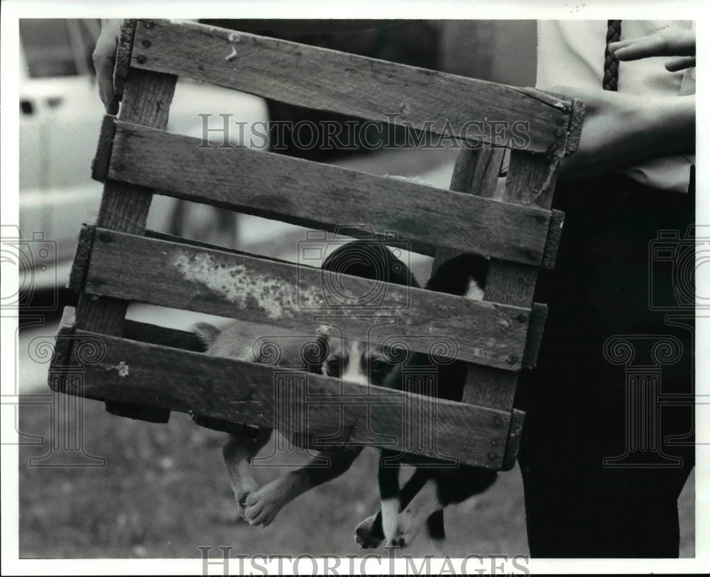 1991 Press Photo Dogs - cvb31533 - Historic Images