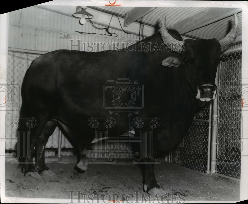 Press Photo Cimarron 3,140 pound Brahmeto Steer as Cuyahoga County Fair. - Historic Images