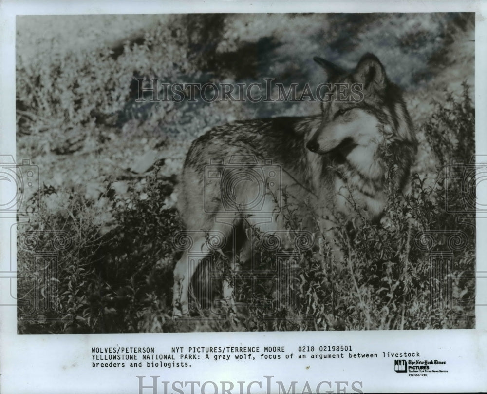 1986 Press Photo Yellowstone National park: A gray wolf - cvb31603 - Historic Images