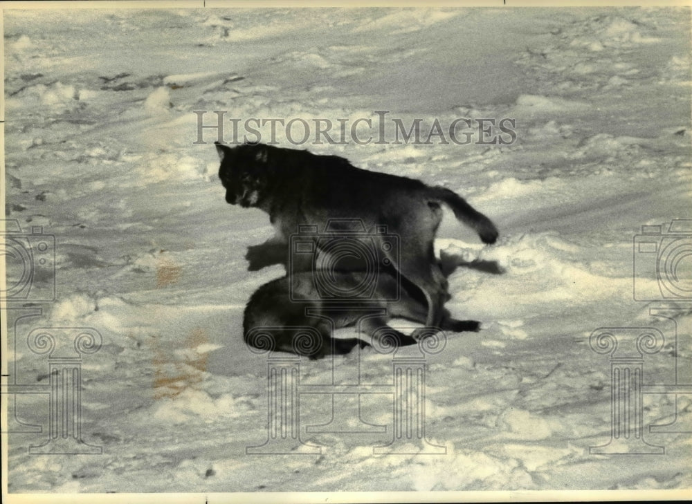 1990 Press Photo Wolves- Isle Royale National Park, Michigan - cvb31605 - Historic Images