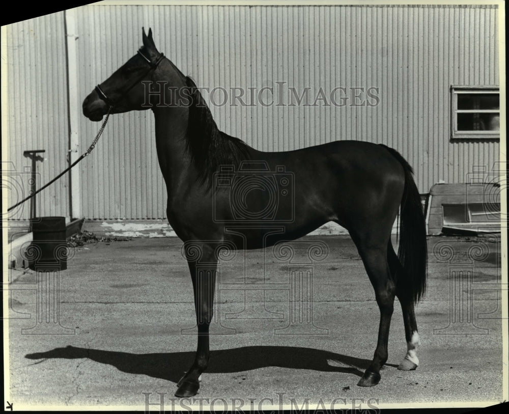 1984 Press Photo Animals - Horses, Arabian, for WVIS Auction - cvb31626 - Historic Images
