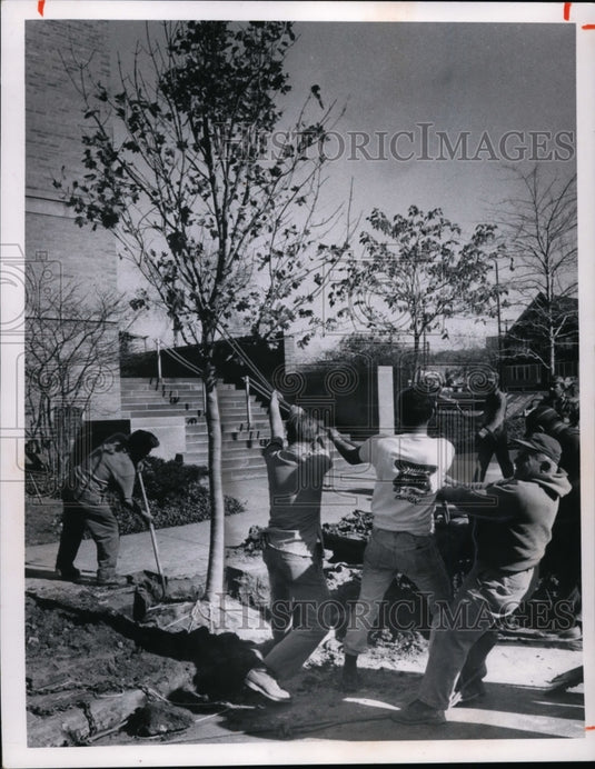 1966 50th Crimson King Norway Maple Tree-Historic Images