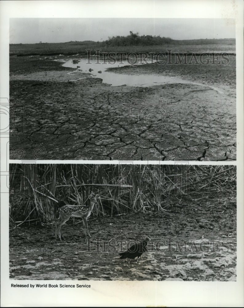 1969 Press Photo Drought at Florida Everglades - cvb31952 - Historic Images