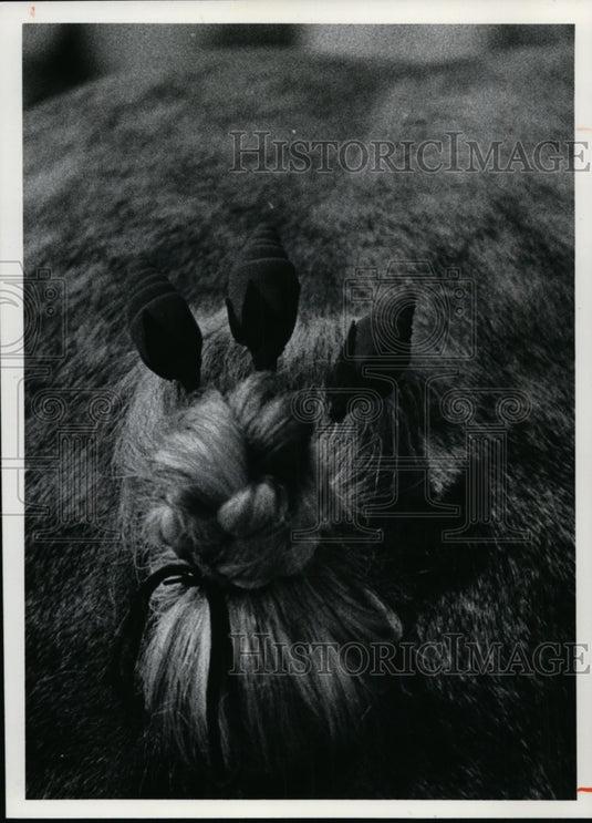 1976 Press Photo Braided Tail of a Draft Horse at the Cuyahoga County Fair - Historic Images