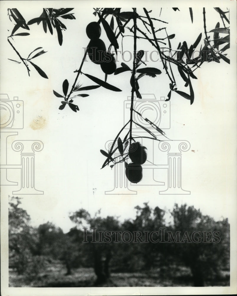 1970 Press Photo Spanish Olive Tree - cvb32181 - Historic Images