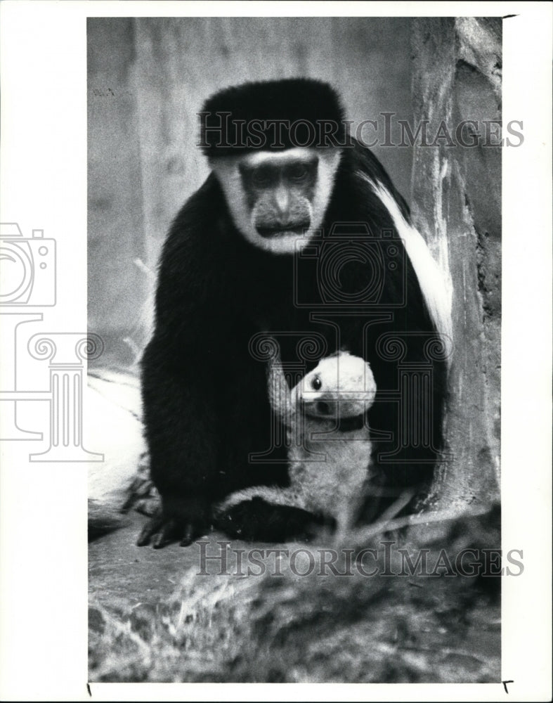 1991 Press Photo Colobus Monkey mother with her new born - cvb32214 - Historic Images