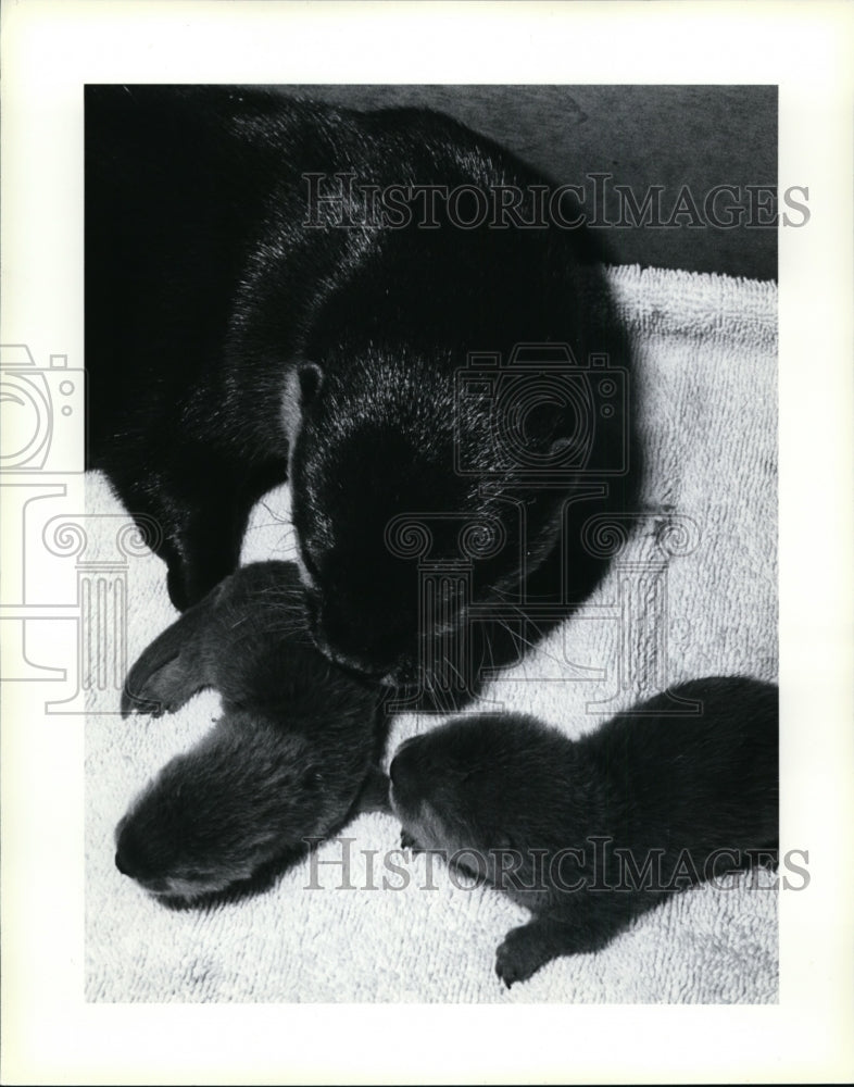 1987 Press Photo Otters - cvb32215 - Historic Images