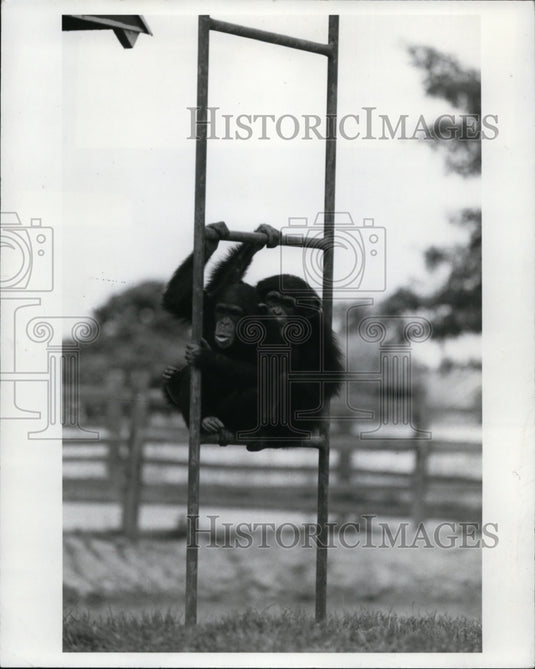 1971 View of chimp at the African Safari-Historic Images