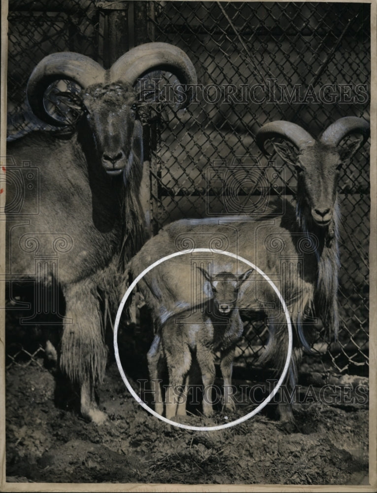 1949 Press Photo Perry the new Oadad (N. African Sheep) born at Cleveland Zoo - Historic Images