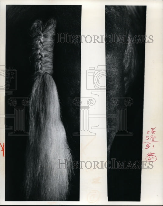 1972 Tails on draft horses hair readied for competition-Historic Images