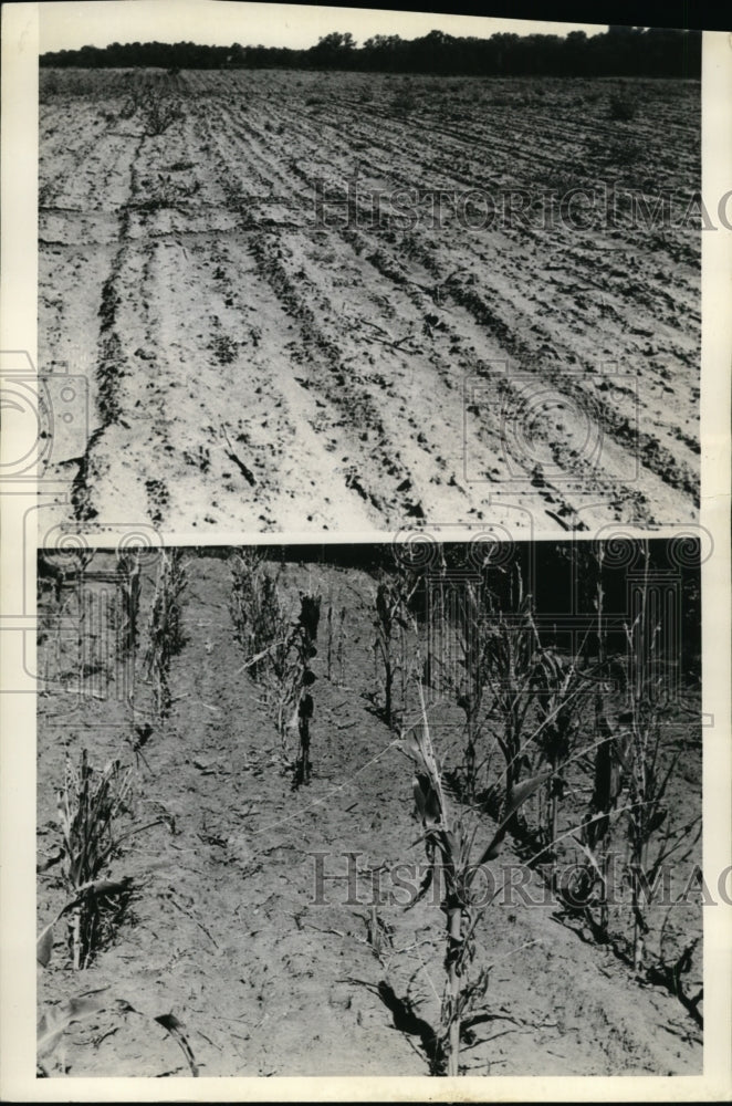 1936 Press Photo Grasshoppers Ruins Oklahoma Crops - cvb32604 - Historic Images