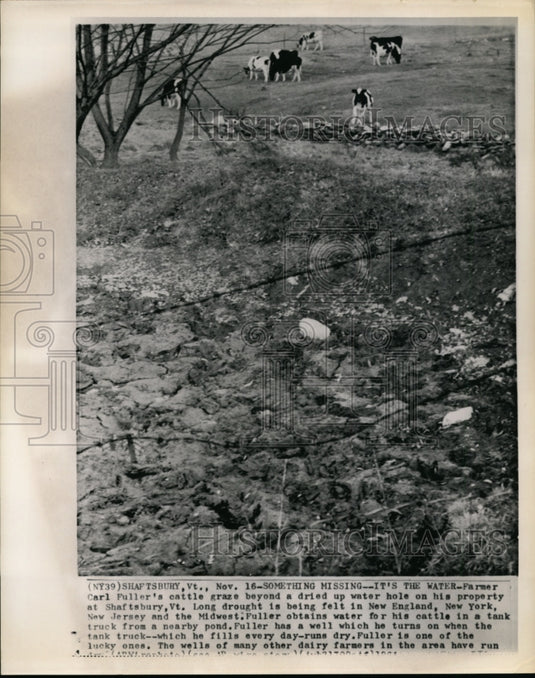 1964 Farmer Carl Fuller's cattle during drought-Shafts bury, Vt.-Historic Images