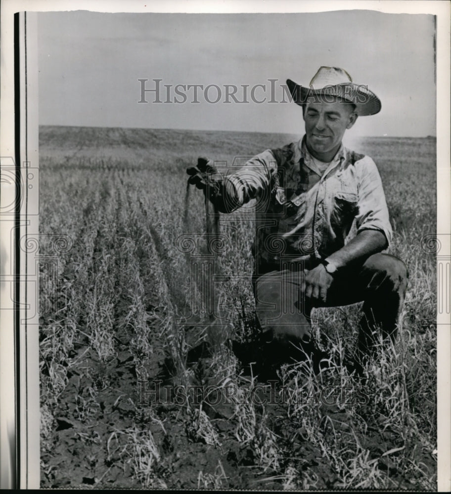 1961 Press Photo Burleigh County Farmer, N. Dakota-drought weather - cvb32608-Historic Images