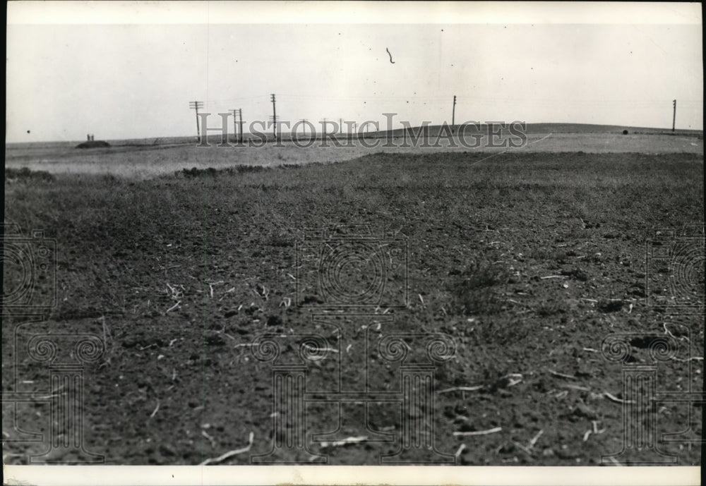 1936 Press Photo Oat Field near Bismarck, N Dakota - cvb32810 - Historic Images