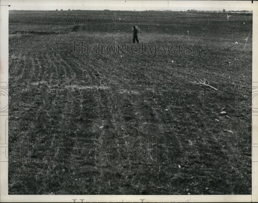 1946 Press Photo Dried out field due to drought - cvb32811- Historic Images