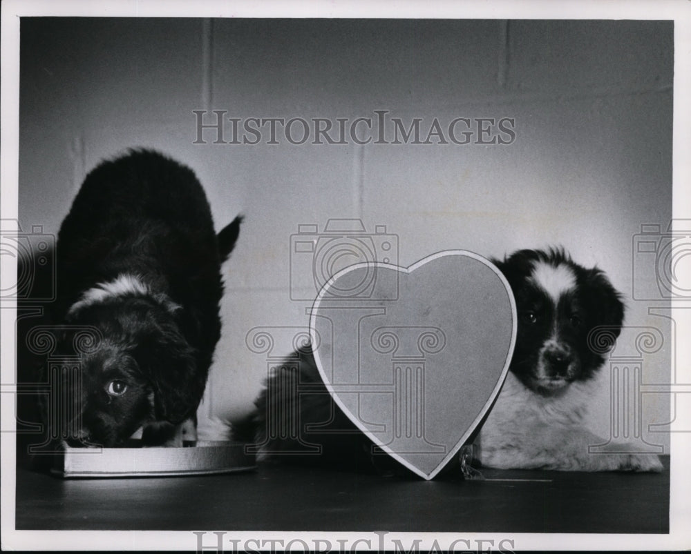 1961 Valentine&#39;s Day puppies-Historic Images