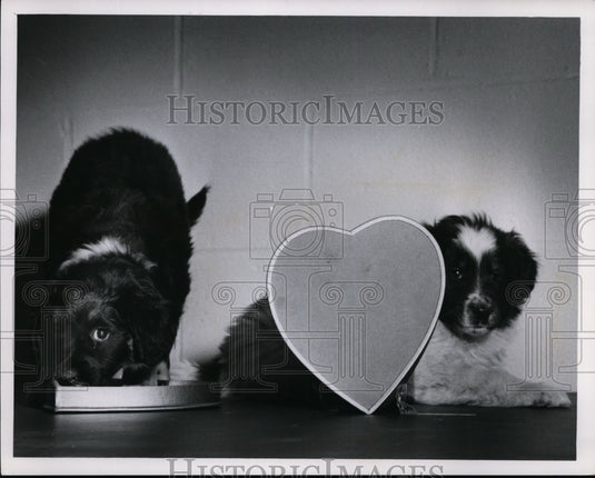 1961 Valentine's Day puppies-Historic Images