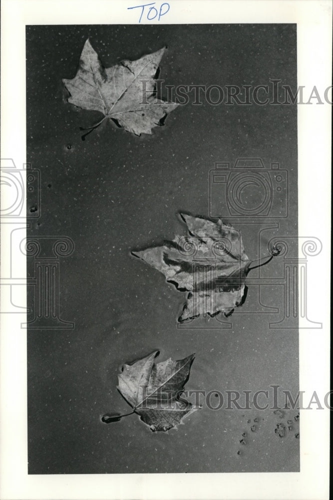 1981 Press Photo Floating autumn leaves on the first day of fall - cvb33632 - Historic Images