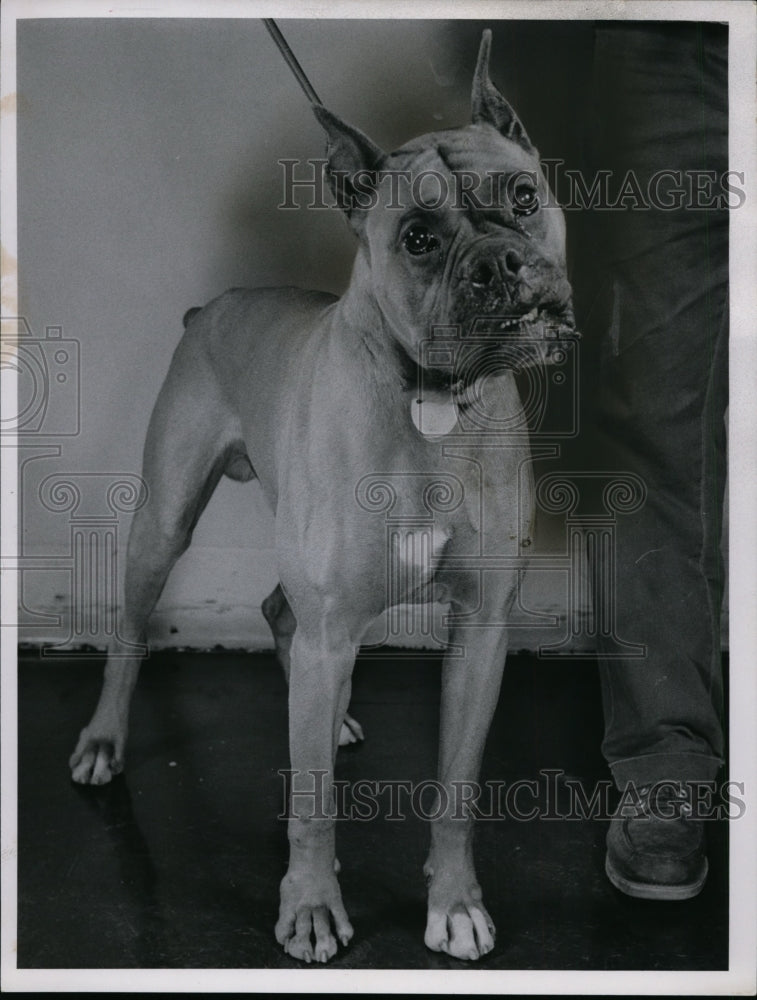 1965, Stray Boxer Dog - cvb34593 - Historic Images