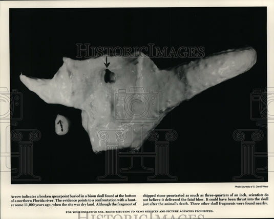 1988 Press Photo Arrow indicated a broken spearpoint buried in a bison skull - Historic Images