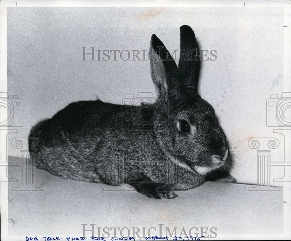 1975, Animals, Rabbits owned by Judy Mervis of Kirtland 24D - Historic Images