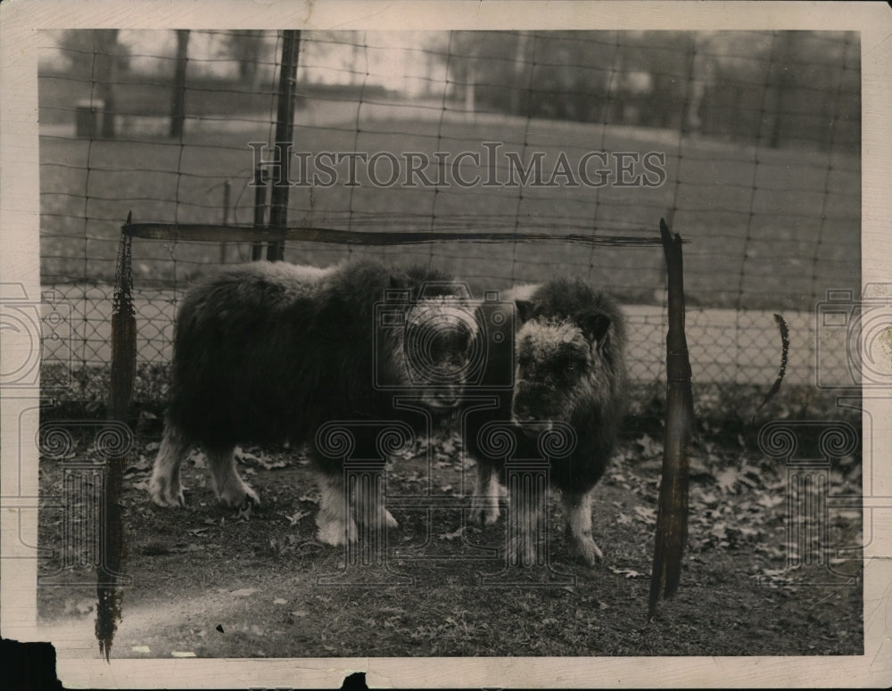 1922 Press Photo White fronted muskoxen at the Bronx Zoo in New York. - Historic Images