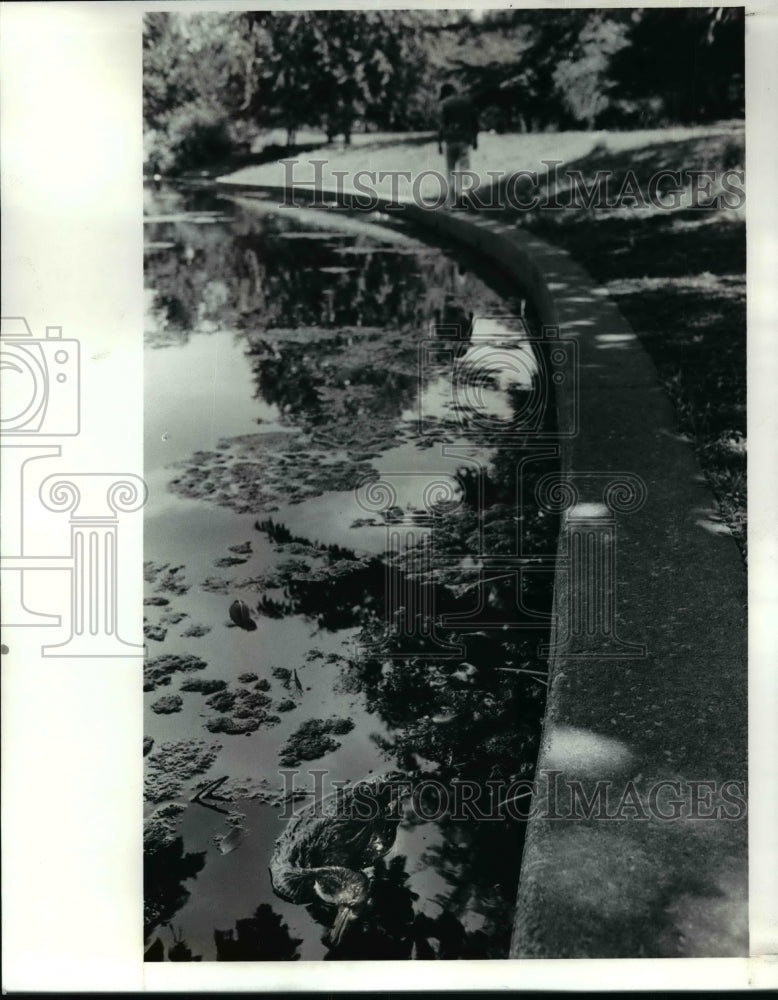 1990 Press Photo A dead Canada Goose lies in the water of Forest Hills Park pond - Historic Images