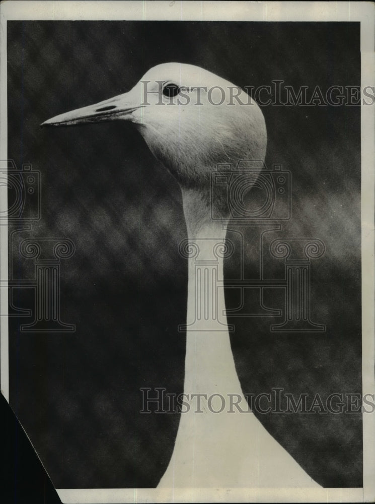 1930 Press Photo Stanley Crane at the London Zoological Gardens - cvb36085-Historic Images