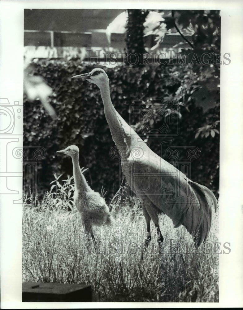 1988 Press Photo Sandhill Cranes of North America at Cleveland Metroparks Zoo - Historic Images