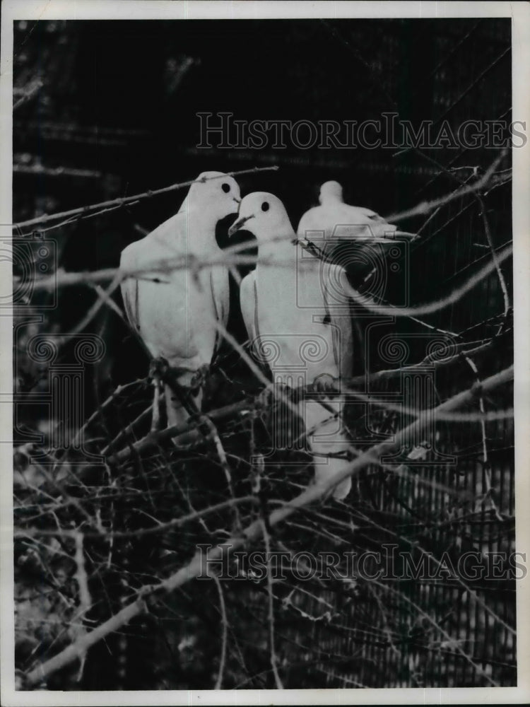 1953, Doves nestling on a tree - cvb36089 - Historic Images